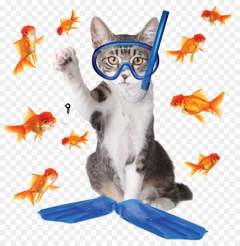 Tabby cat Kitten Phishing Fishing - Creative Cat Fishing 