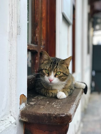 Tabby Cat Lying On Wooden Window