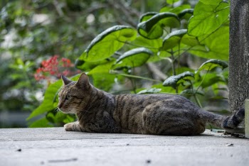 Tabby Cat on Wooden Floor