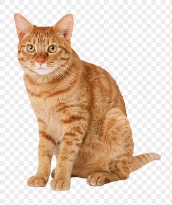 Tabby cat png clipart, pet, | Free PNG - rawpixel