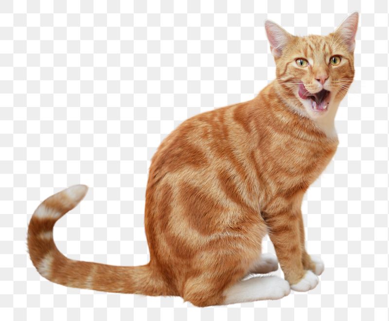 Tabby cat png sticker, transparent | Free PNG - rawpixel