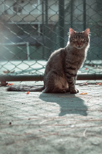 Tabby Cat Sitting Next To Chain Link Fence
