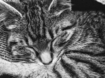 Tabby Cat Sleeping