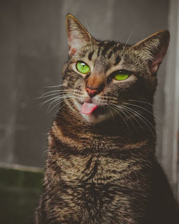 Tabby Cat Sticking Its Tongue Out