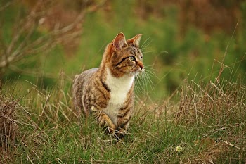 Tabby Walking on Grass