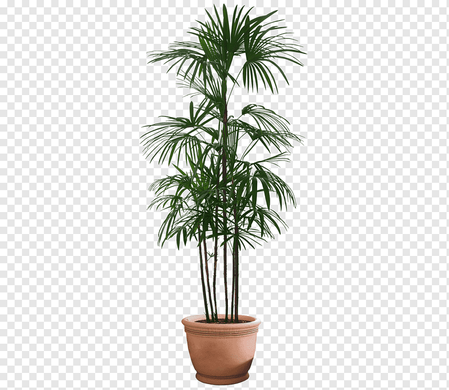 Table Couch Sofa bed Furniture Flowerpot, table, room, plant Stem, palm Tree png