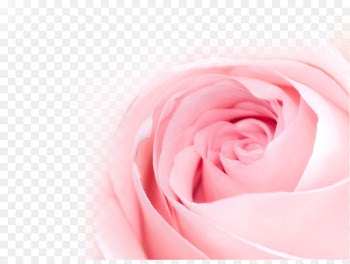 Table Flowers Rose Flower bouquet Pink - rose 