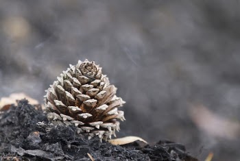Table Mountain Pine Cone. Original | Free Photo - rawpixel