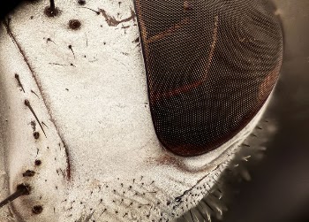 Tachinid fly, Belvosia species, extreme | Free Photo - rawpixel