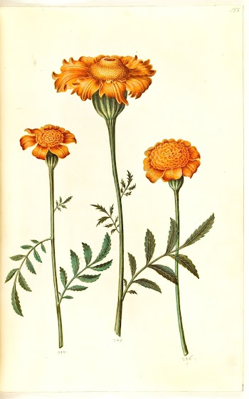 Tagetes patula (barred velvet flower) | Free Photo - rawpixel