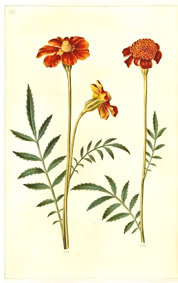 Tagetes patula (barred velvet flower) | Free Photo - rawpixel