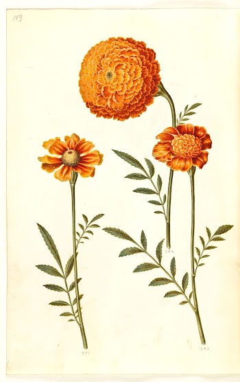 Tagetes patula (barred velvet flower) | Free Photo - rawpixel