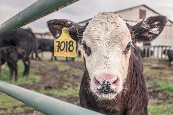 Tagged Cow Free Photo 