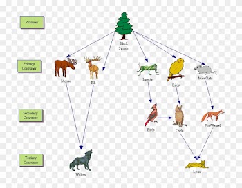 Taiga Biome Animal Food Web