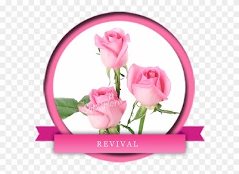 Taj Mahal /top Secret Rose Grower And Exporter In Malaysia, - Garden Roses