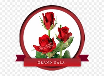 Taj Mahal /top Secret Rose Grower And Exporter In Malaysia, - Top Secret Rose Variety
