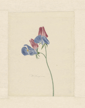 Tak met twee bloemen (1714&ndash;1760) | Free Photo - rawpixel