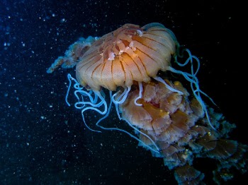 taken at 40m depth 