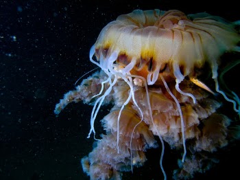 Taken at 40m of west coast of ireland