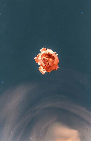 Taken at night with a slow shutter speed, the flower was floating stationary overhead on some clear thread while my hand created the motion blur.