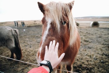 Taken during our tour in Iceland. We stopped by this place where u can see the Icelandic horses up close.