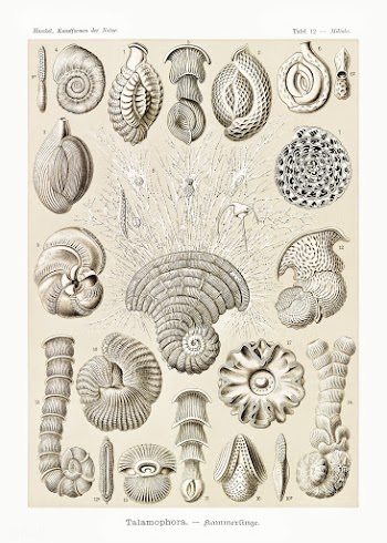 Talamophora&ndash;Kammerlinge from Kunstformen der Natur (1904) by Ern.. | Free public domain illustration - 2273591