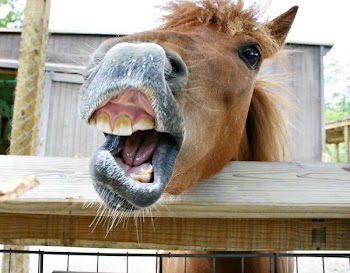 talking horse.jpg