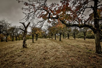 Tall Brown and Red Trees Under Dark Clouds