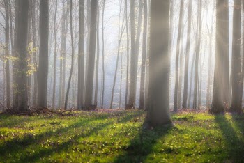 Tall Brown Trees
