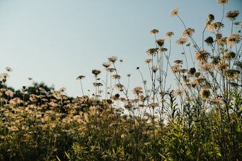Tall Field Plant Growth