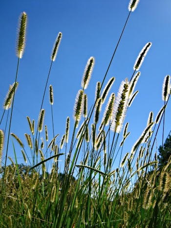 Tall Grass