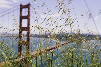 Tall Grass By Golden Gate
