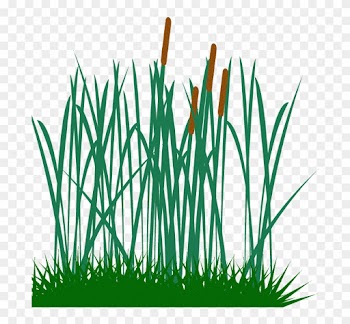 Tall Grass Clip Art Png Image - Tall Grass Vector