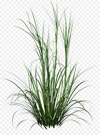 Tall Grass Png HD Photo 