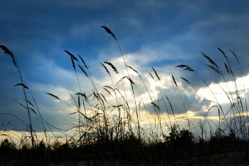 Tall Grass Under Cloudy Day Sky