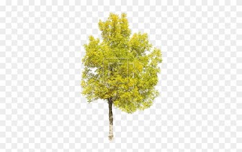 Tall Green Juniper - Yellow Tree Png