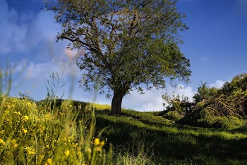 Tall Green Tree