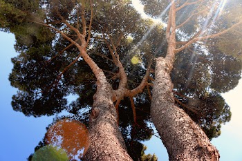 Tall Green Tree