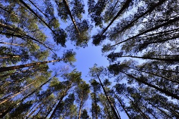 Tall Green Tree during Daytime