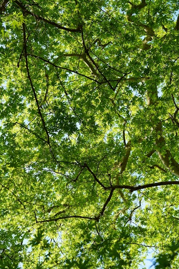 Tall Green Trees