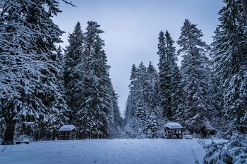 Tall Green Trees Filled With Snows during Winter