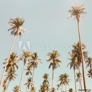 Tall palm trees