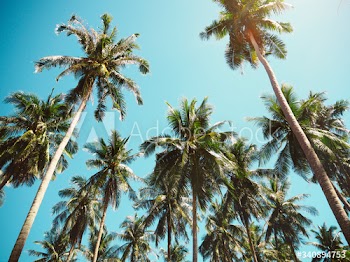 Tall palm trees