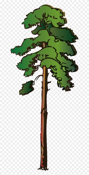 Tall Pine Tree Clipart - Red Wood Tree Clipart