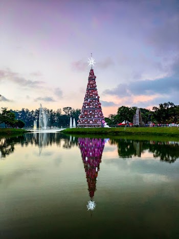 Tall Pink Christmas Tree Near Body of Water
