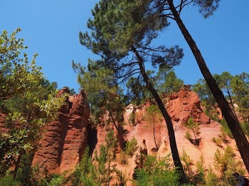 Tall Tree Near Cliff
