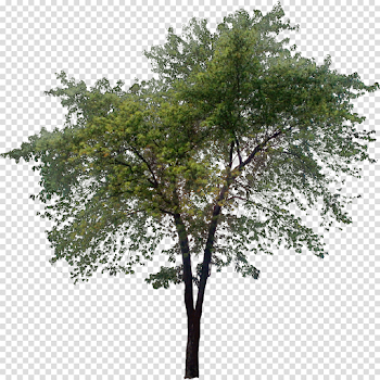 Tall-Tree.png | Деревья для Ph | Pinterest | Photoshop, Architecture ...