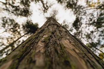 Tall Tree Trunk Close Up