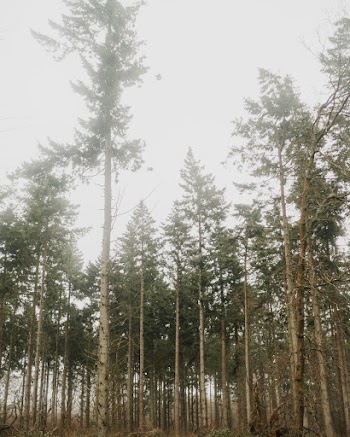 Tall Trees