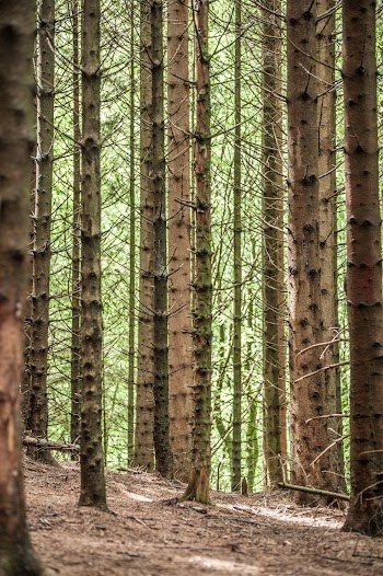Tall Trees